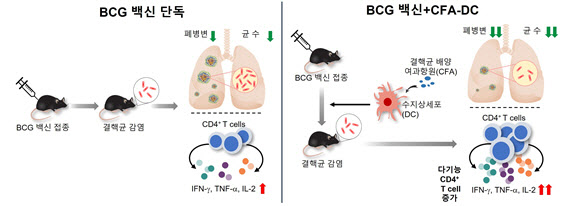 새로운 결핵 백신. 치료 플랫폼 개발
