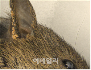 곧 가을…쯔쯔가무시증 매개 털진드기 감시 시작