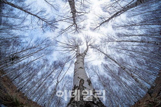 ‘산소 카페’ 청송에 뿌리내린 자작나무숲…산림관광 1번지 도약