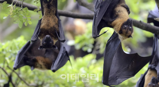 ‘치명률 최대 75%’…사망에 이르게 하는 ‘바이러스’ 뭐길래