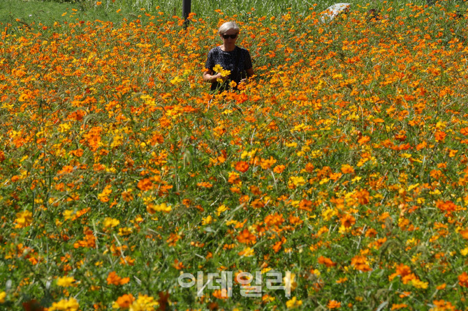 [포토]열린송현 녹지광장, 황화코스모스
