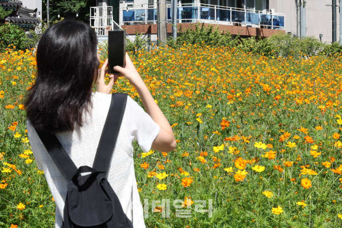 [포토]황화코스모스 촬영하는 시민