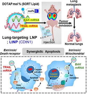 mRNA 전달 지질 나노입자 개발로 폐 전이암 억제 효과 입증
