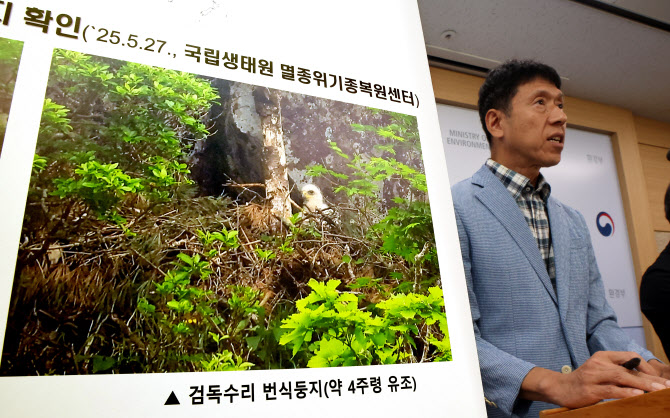 ‘멸종위기종’ 검독수리, 한라산에 둥지 틀어…“77년 만”