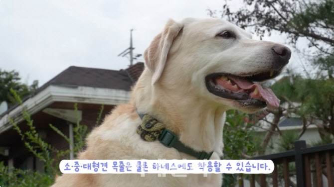 솔루엠 ‘스마트 태그’, 반려견 유실 방지 솔루션으로 재조명