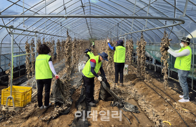 [포토] 농협 정보보호부, 오이 농가 일손돕기