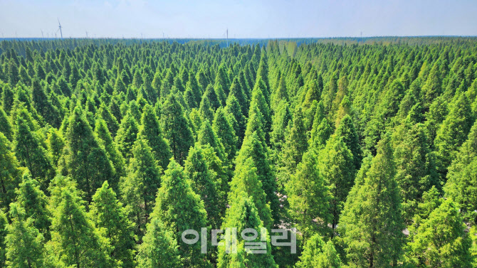 소금의 도시에서 끝없는 초록의 바다에 빠지다 [여행]