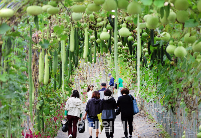 [포토]2025 평창 백일홍축제