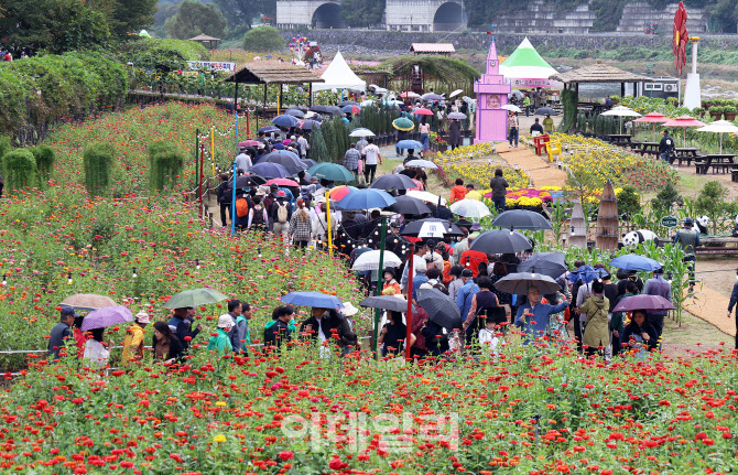 [포토]2025 평창 백일홍축제, '함께 가을길 걸어요'