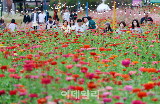 [포토]추석연휴에 평창백일홍축제 찾은 인파