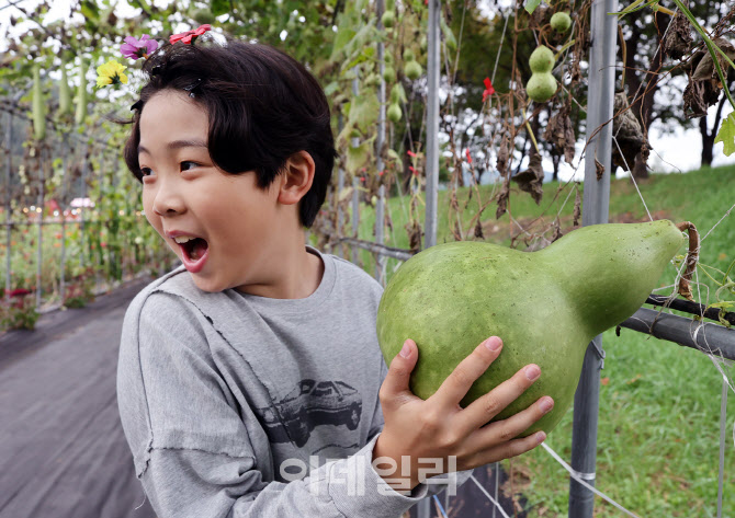 [포토]조롱박이 엄청 커요!