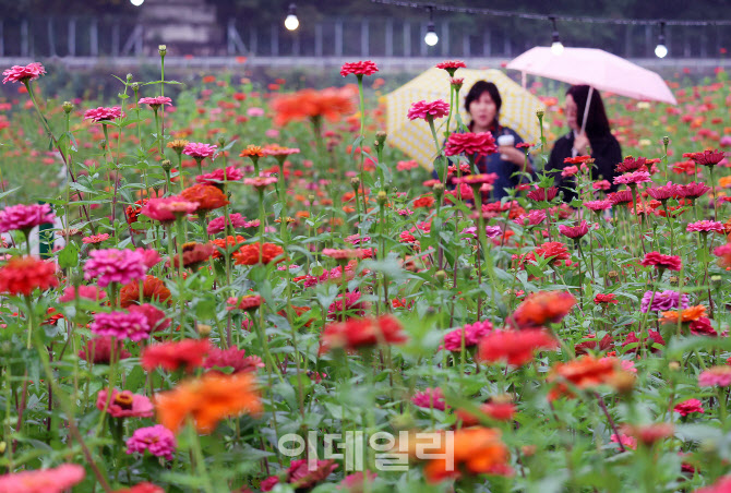 [포토] 평창군, 백일홍 축제