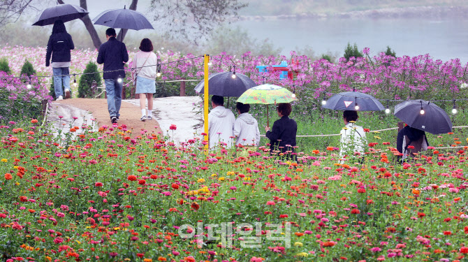 [포토] 평창 백일홍 축제 꽃동산