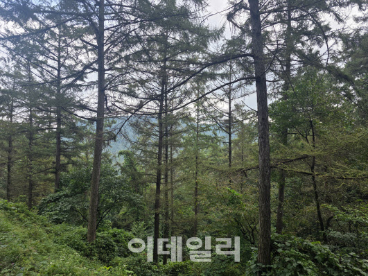 벌거숭이산에서 명품숲 되자…귀산촌의 명지로 각광