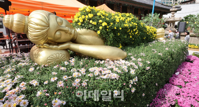 [포토]국화 이불 덮은 석가모니