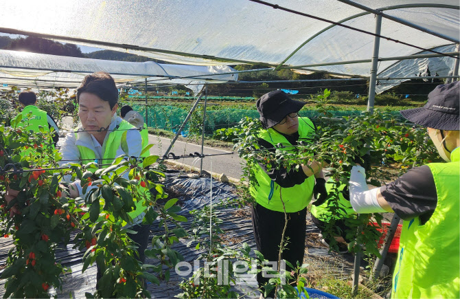 [포토] 농협 조합구조개선부, 농촌 일손돕기