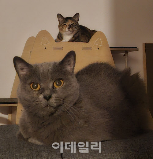 반려동물 양육 크게 느는데…인증·표준화 제도는 '미비'