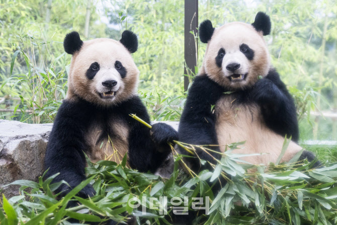 '판다 세컨하우스' 간 루이·후이바오…“20일간 6만명 몰려”