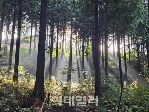 녹두장군의 한(恨), 문수산 편백숲이 보듬는다