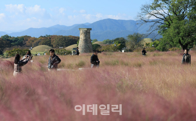 [포토]'핑크뮬리와 첨성대'
