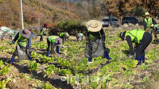 [포토] 농협상호금융 김장철 일손돕기