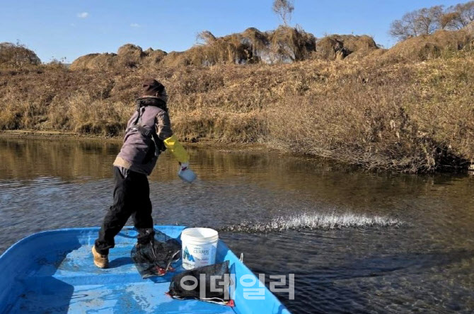 연천군, 임진강·한탄강에 다슬기 치어 83만마리 방류