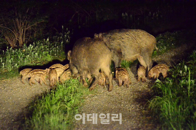 야생동물 시민 위협하지만…`고령의 엽사`만 남았다