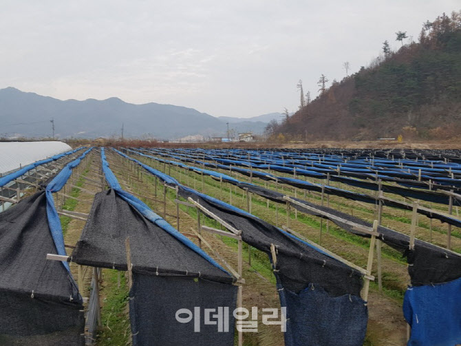 [포토] 농협, 인삼포 시설관리 지도