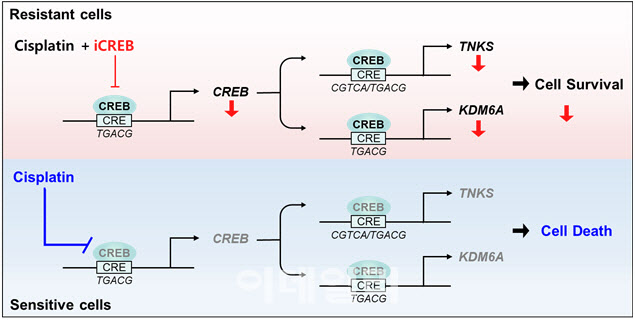 국립암센터, 폐암 항암제 내성 핵심조절인자 ‘CREB’ 규명