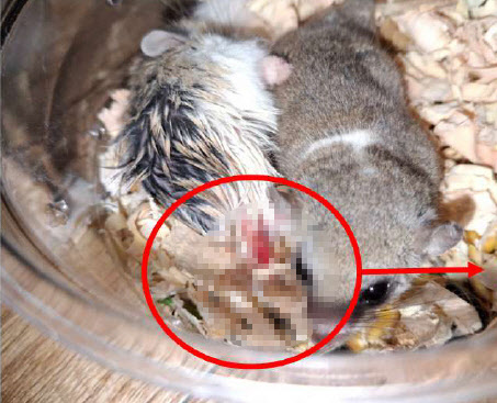“동족 포식하는데” 햄스터 강제합사, 잔혹 학대…경찰 수사