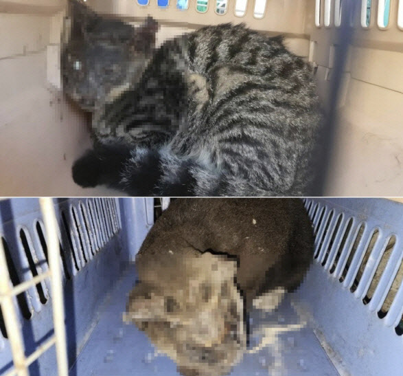 대전서 길고양이 잔혹 학대 "사태 심각"…경찰 수사 착수