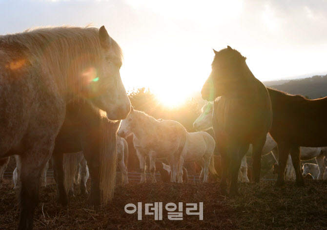 [포토]2026년 희망찬 병오년(丙午年) 붉은 말의 해가 왔다