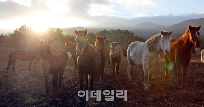 [포토]붉은 말의 해, 희망찬 새해를 맞이하며