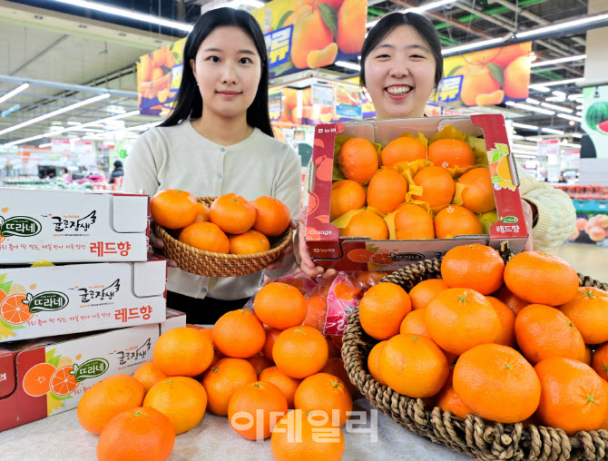 [포토] 농협유통, 레드향 올 첫 판매