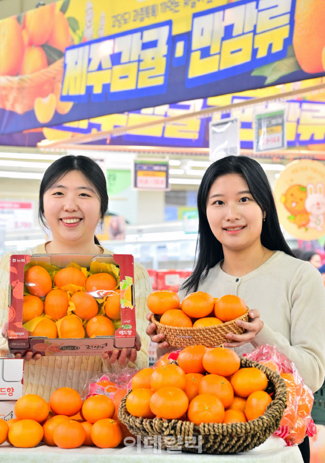 [포토] 만감류 제주 '레드향' 판매