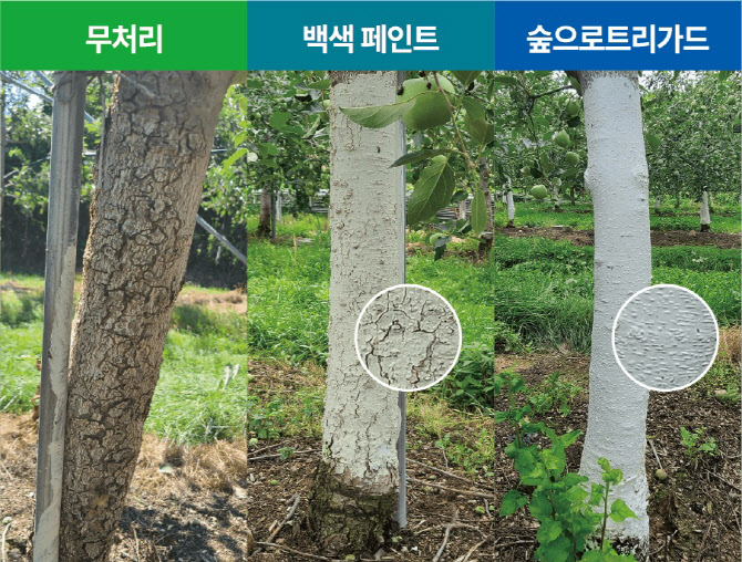 강추위 피해 막는다...KCC, 과수 전용 페인트 개발