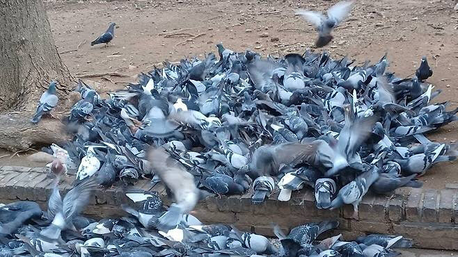 고양시, 비둘기 먹이주기 금지…과태료 최대 100만원