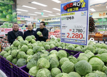  서울농협, 제주 달코미 양배추 공동구매