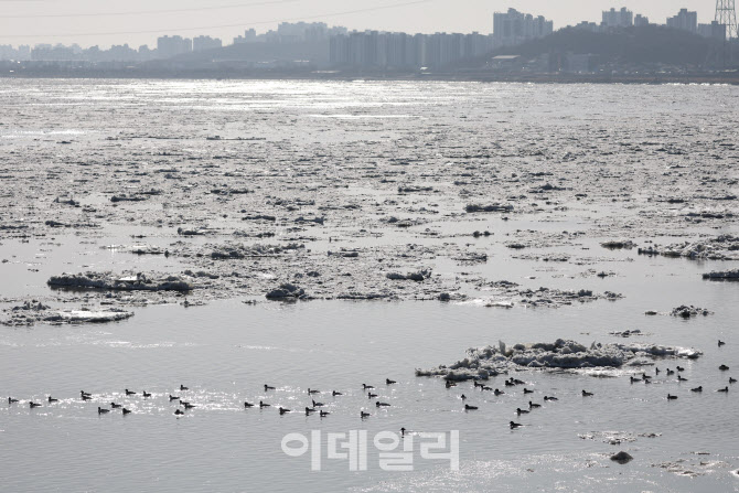 [포토]꽁꽁 언 한강과 오리