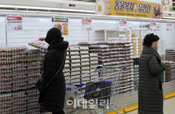 [포토] 조류인플루엔자 확산으로 계란 가격 불안