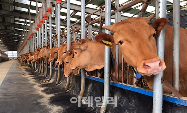 경기도, 축산물 생산·유통 지원 강화…안전한 먹거리 공급