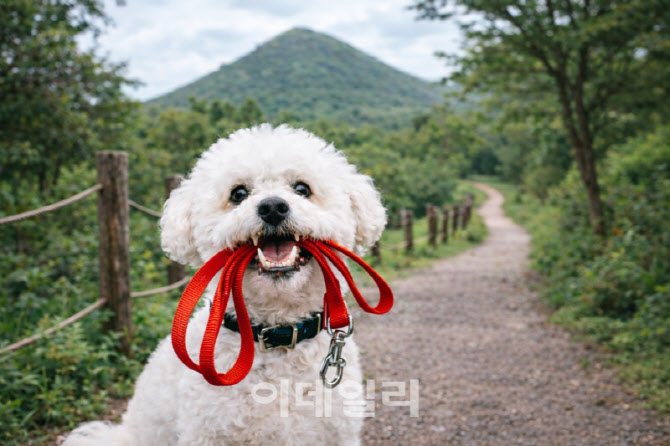 [포토] 댕댕이와 함께하는 힐링 트래킹