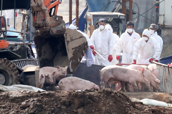 아프리카돼지열병 14건 급증…전국 최대 양돈단지 홍성까지 확산