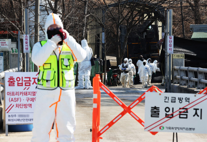 경남 창녕 양돈농장서 아프리카돼지열병 발생…올해 15건으로 늘어