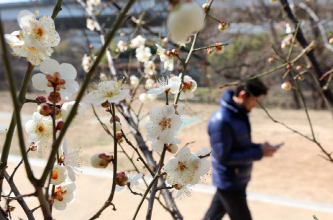 [포토]꽃샘추위에도 꽃망울 터뜨린 매화