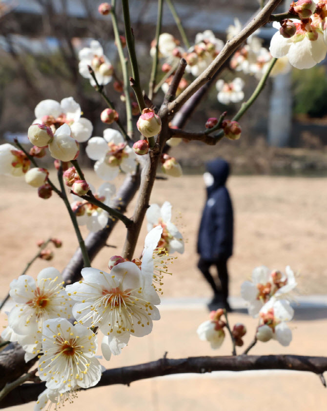 [포토]꽃망울 터뜨린 매화