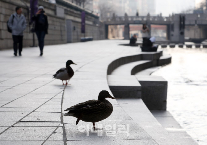 [포토] 봄마중 나온 오리