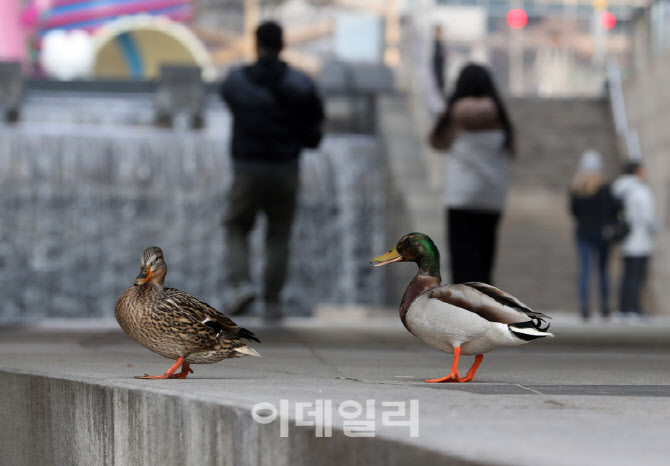 [포토] 봄을 기다리는 오리