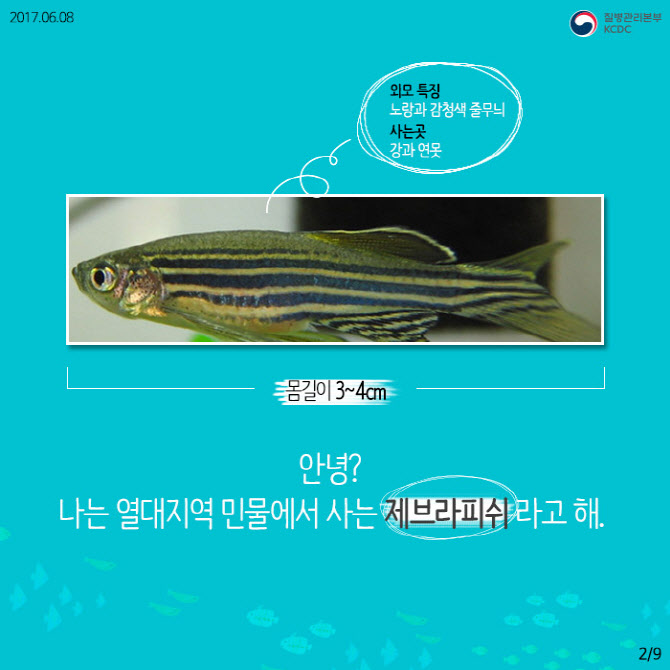열대어로 ‘젊은 급사 원인’ 찾았다…심근병증 발병 기전 규명