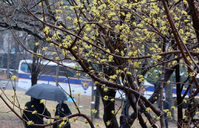 [포토]산수유 활짝